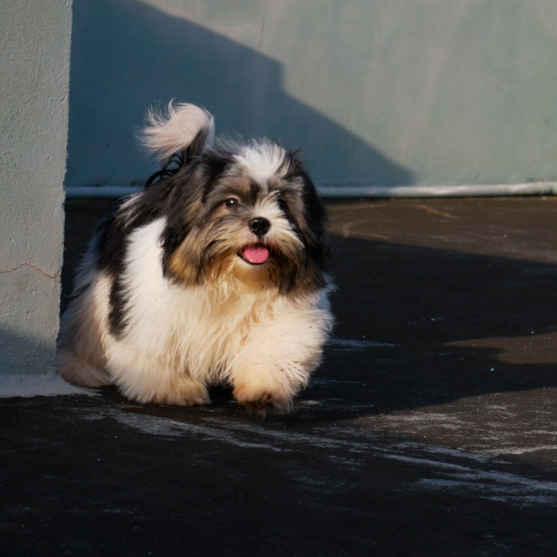 teddy bear dog teddy bear dog with long hair